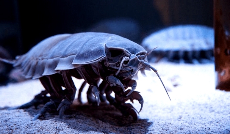 Источник https://4lapki.com/2019/08/gigantskij-izopod