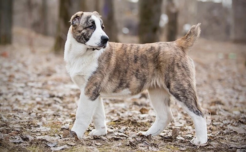 Раньше я эту породу знала только как "Среднеазиатская овчарка"