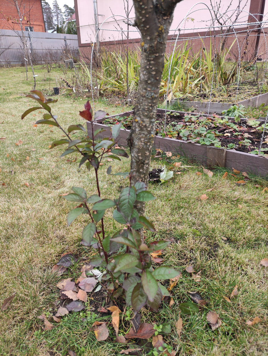 Абрикос Графиня поросль пустил. Неведомую.