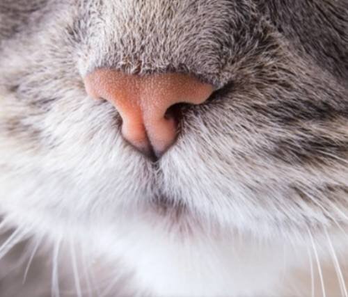 Кошка сопит носом
