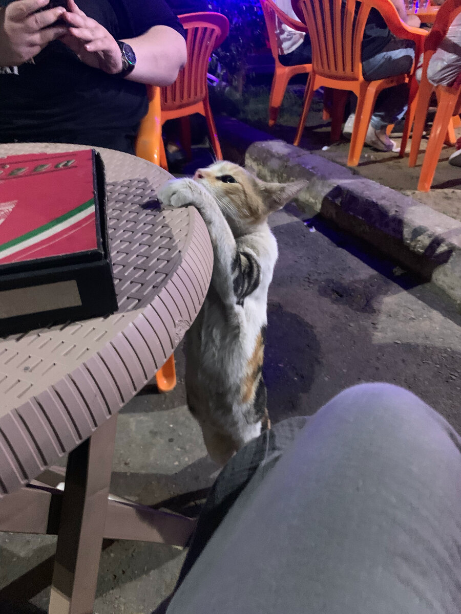 Кот (прицеливается)