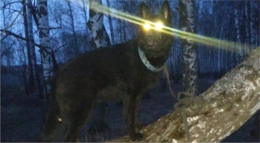 Собака. Та самая