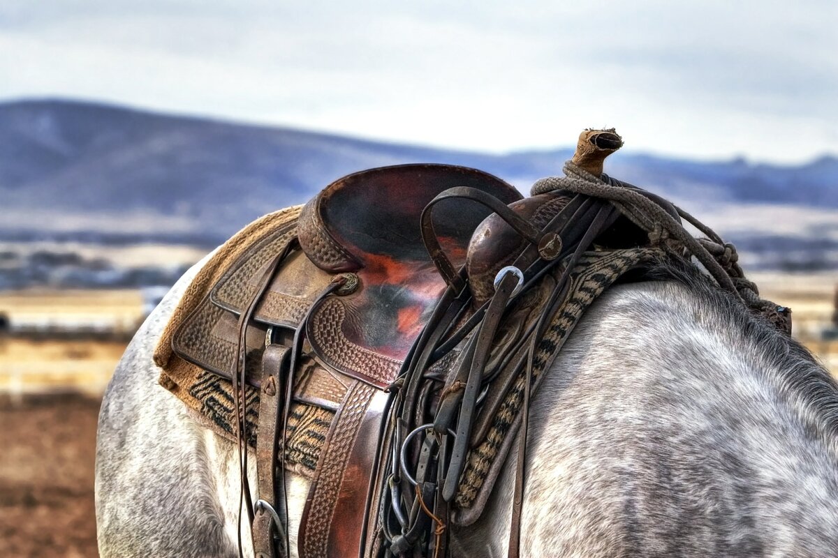 Кочуют ли монгольские кочевники? | Нешкольная история. | Дзен