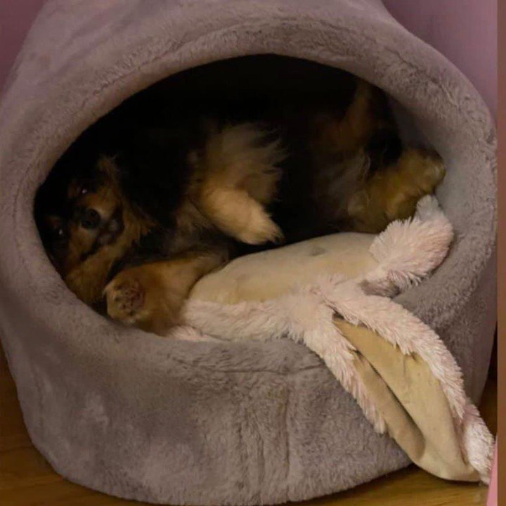 Фотоотзыв клиентов People&Dogs