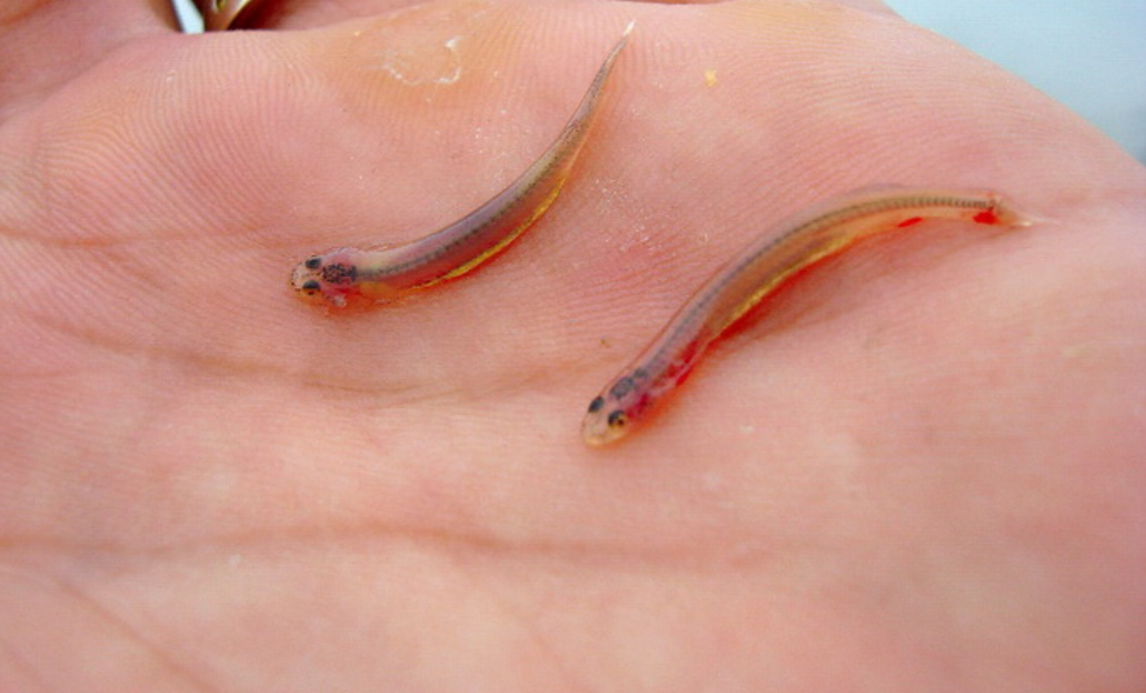 Кандиру. https://news.myseldon.com/ru/news/index/211936450