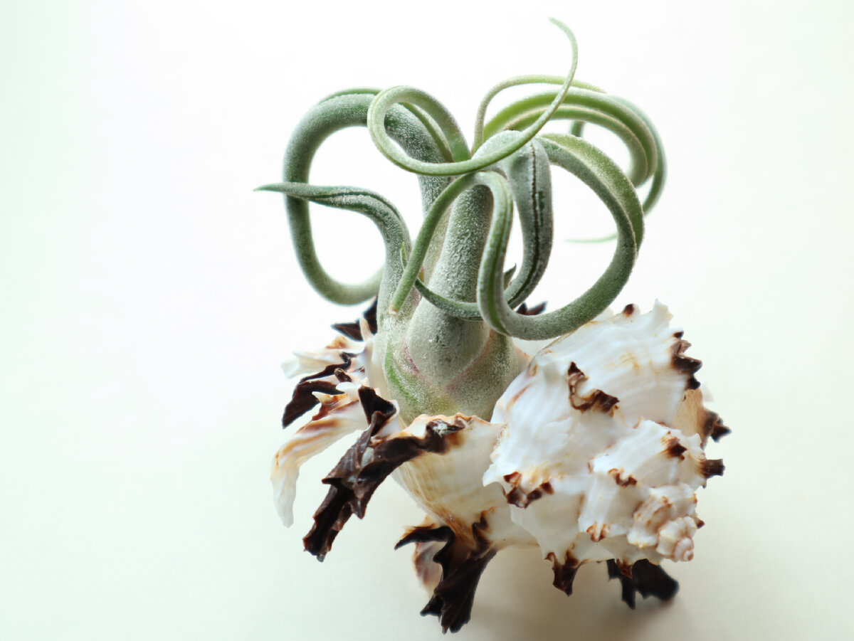 Тилландсия атмосферная Голова медузы