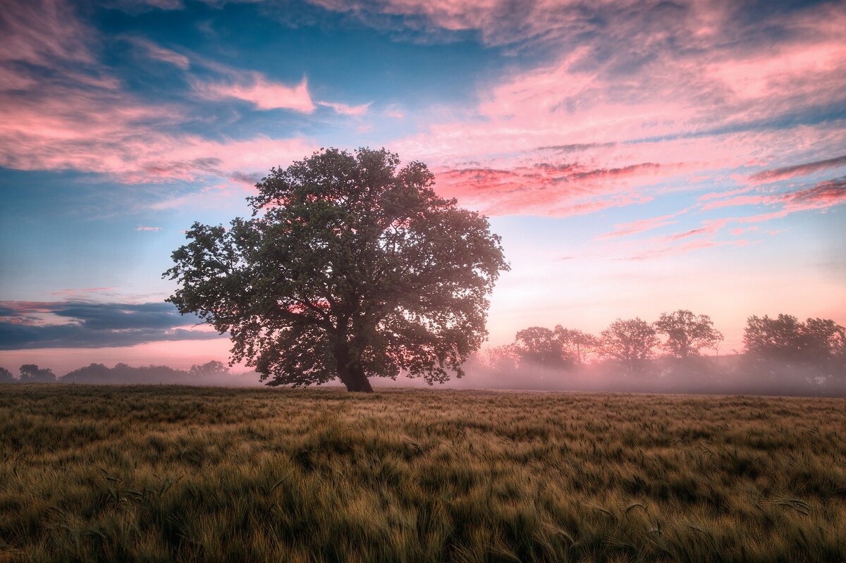 https://pixabay.com/ru/photos/%d0%bf%d0%be%d0%bb%d0%b5-%d1%83%d1%82%d1%80%d0%be-%d0%b2%d0%be%d1%81%d1%85%d0%be%d0%b4-%d1%81%d0%be%d0%bb%d0%bd%d1%86%d0%b0-%d0%b2%d0%be%d1%81%d1%85%d0%be%d0%b4-6574455/ 