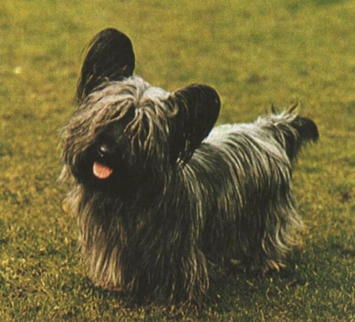 Порода Скайтерьер