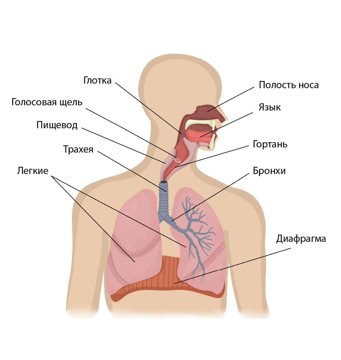 Дыхательная система человека - красивые картинки (35 фото)