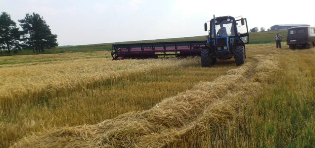 Способы уборки зерновых и зернобобовых культур. Сбор пшеницы. Раздельная уборка зерновых. Уборка зерновых культур комбайнами. Скашивание пшеницы в валки.