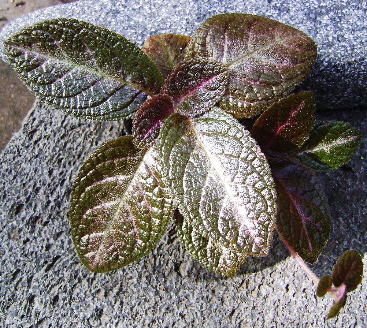 Episcia Raspberry Blush