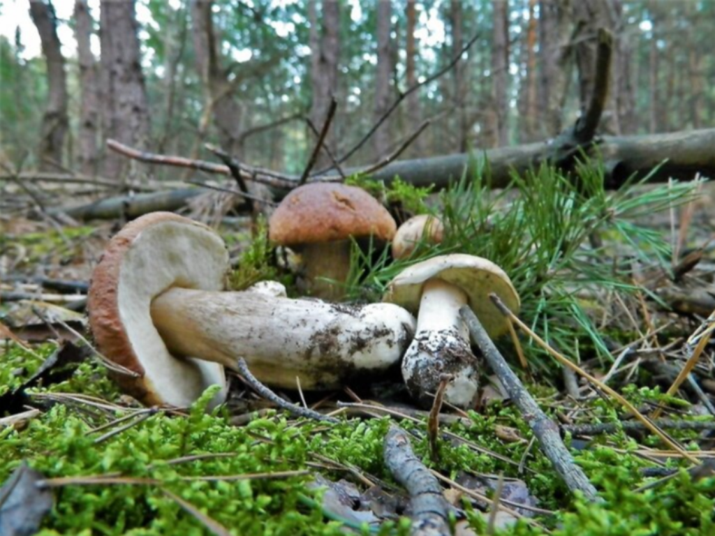 Автор фото: Ирина Черпакова