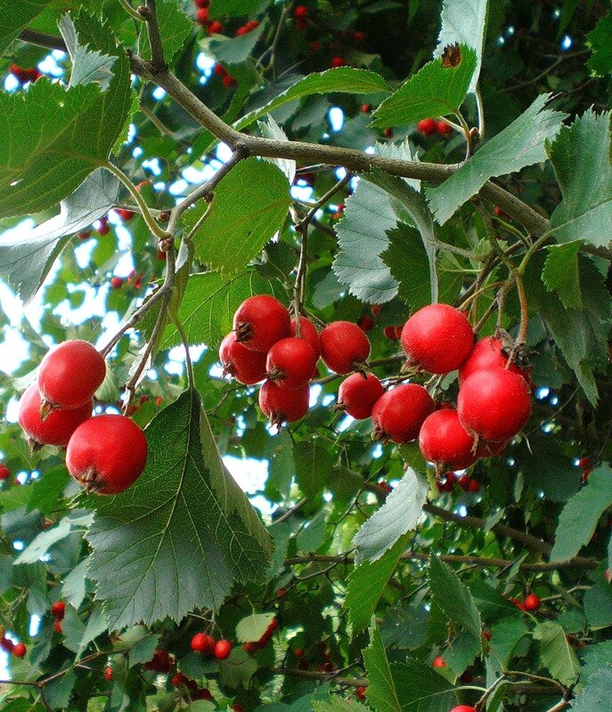 Боярышник мягковатый - Crataegus submollis. Боярышник крупноплодный. Боярышник китайский крупноплодный. Боярышник садовый крупноплодный.