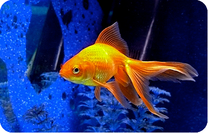 Золотые рыбки угрожают жабам. Там тоже все серьезно. 