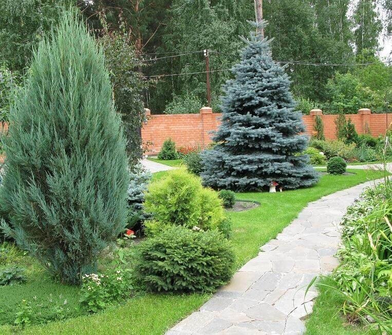 Ель колючая ф. голубая как солитер на участке (фото из сети, авторство не указано)