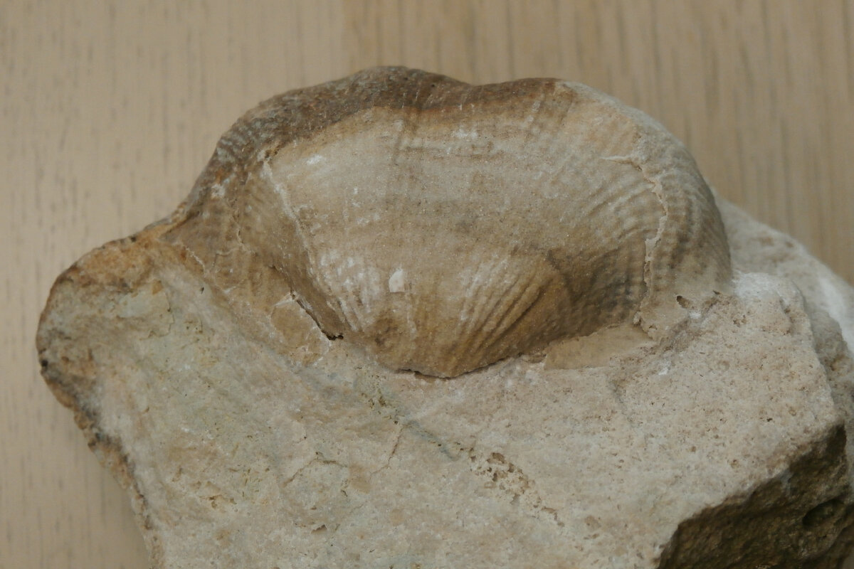 Брахиопода