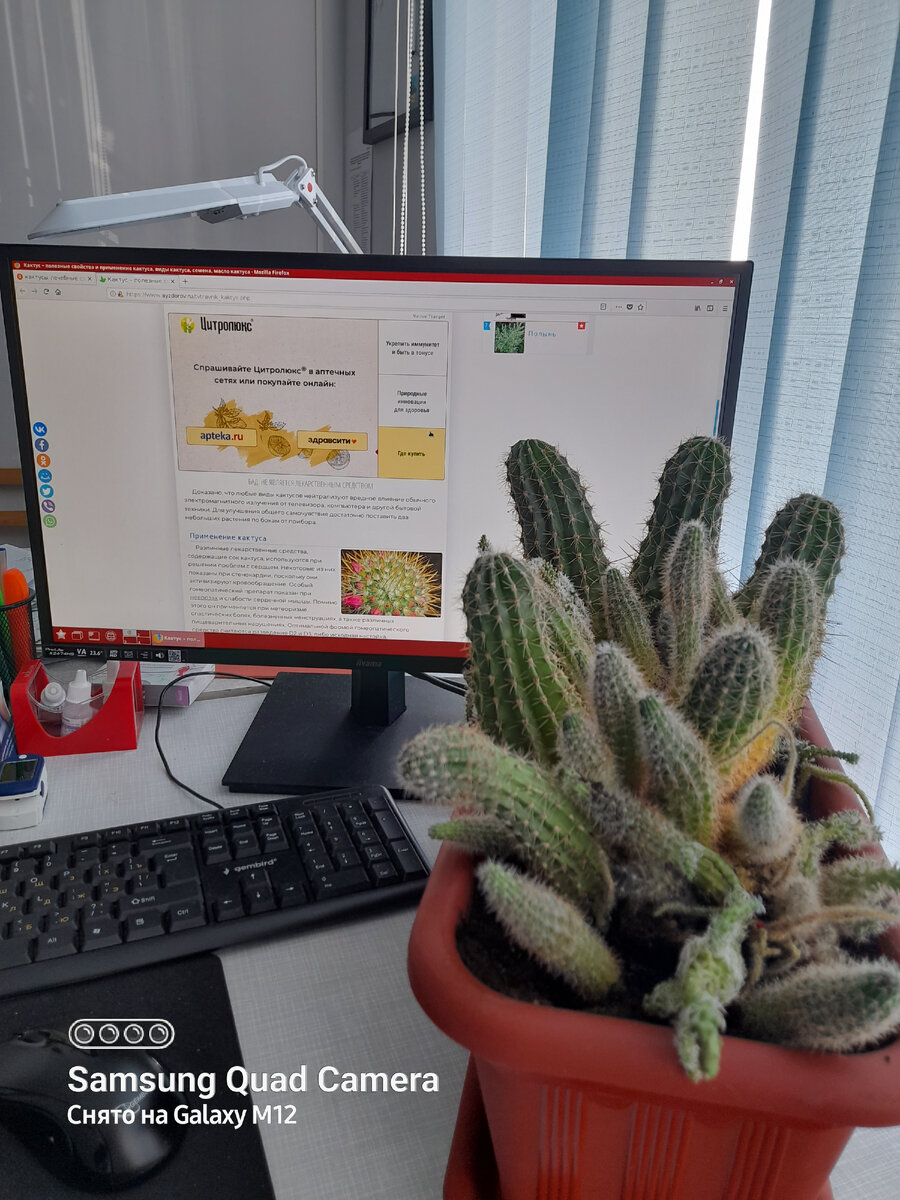 Кактус обыкновенный красивый