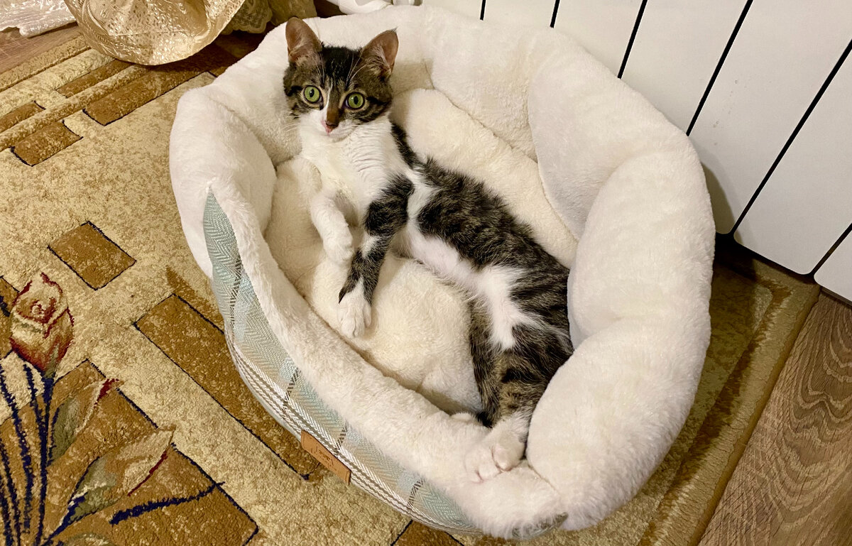 Кошка красиво лежит. Кошка целый день лежит. Спящий рыжий кот. Кошка целый день лежит. Котик лежит.