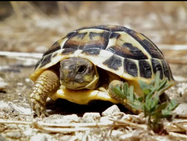 Это та самая великая черепаха в Северной Америке!