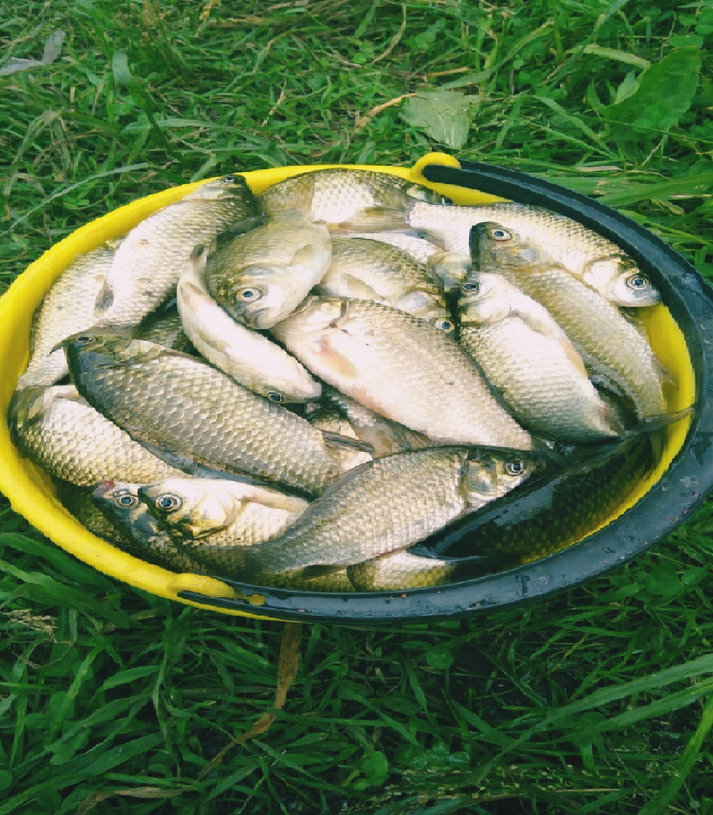 Как приготовить манку для рыбалки