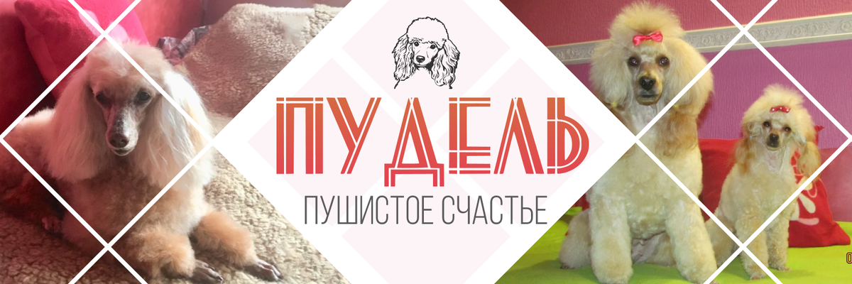 Вот так выглядит обложка моей новой группы о пуделях.