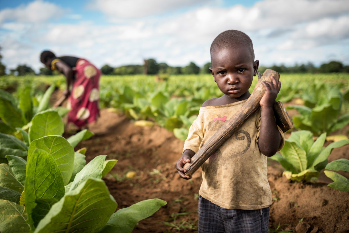 Africa grows. Табак Малави плантации. Плантации табака в Африке. Плантации в Африке. Табак в Африке.