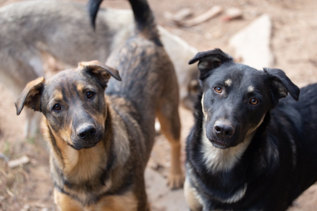 Пушистые друзья "Ковчега" вас очень ждут! А пока живут под опекой Нади