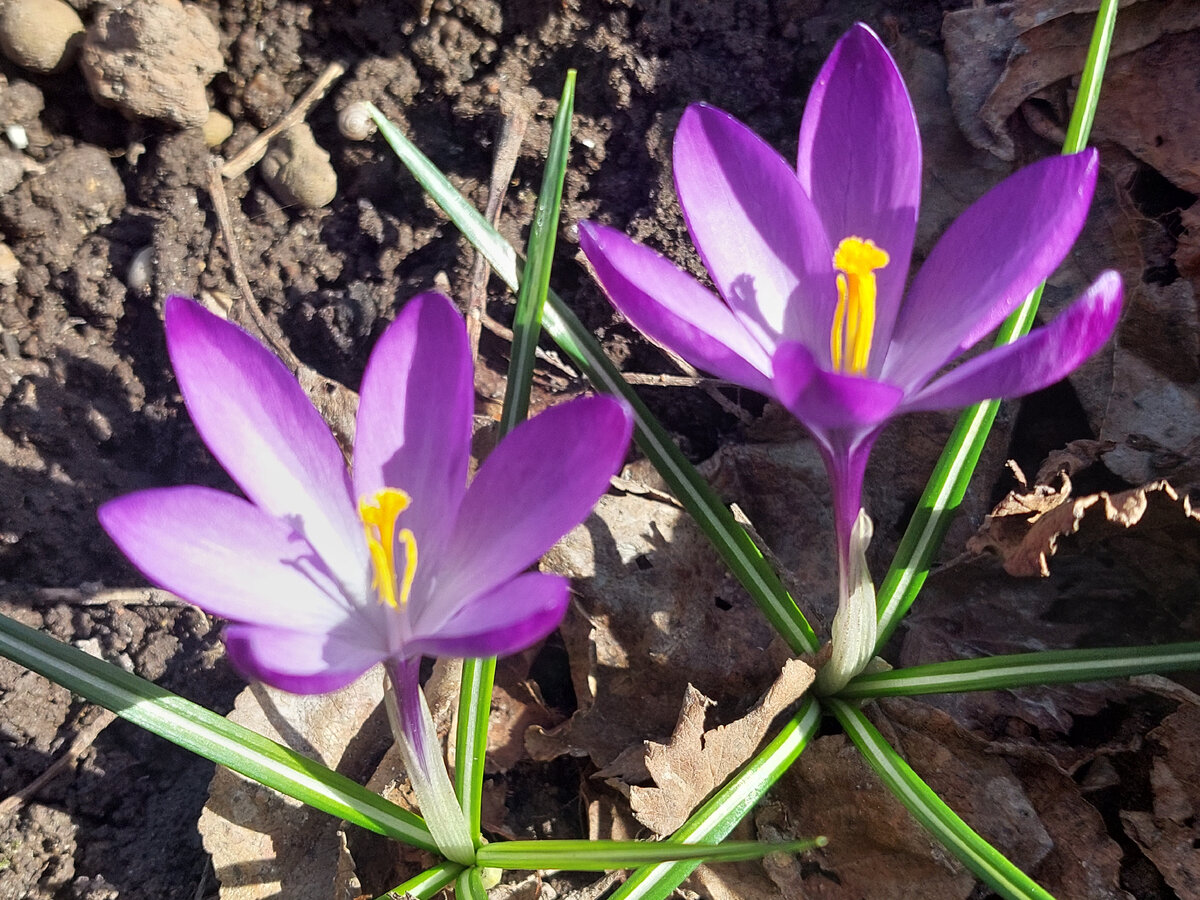 На даче апрель! Цветут крокусы.