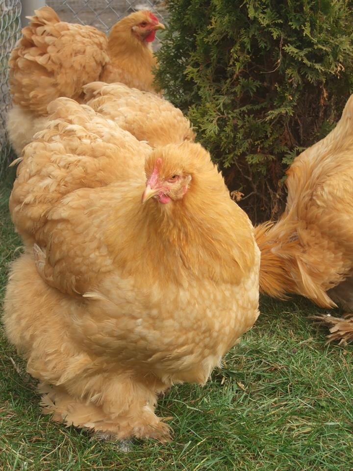 Далеко не всегда курица - это просто яйцо или мясо.  Представляю вашему вниманию самых редких и необычных представителей куриного мира.-2
