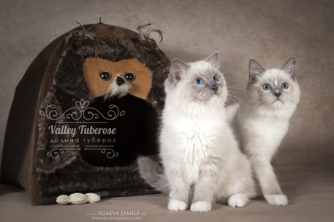 Наши рэгдоллы брат с сестрой -Olaf and Olivia Valley Tuberose