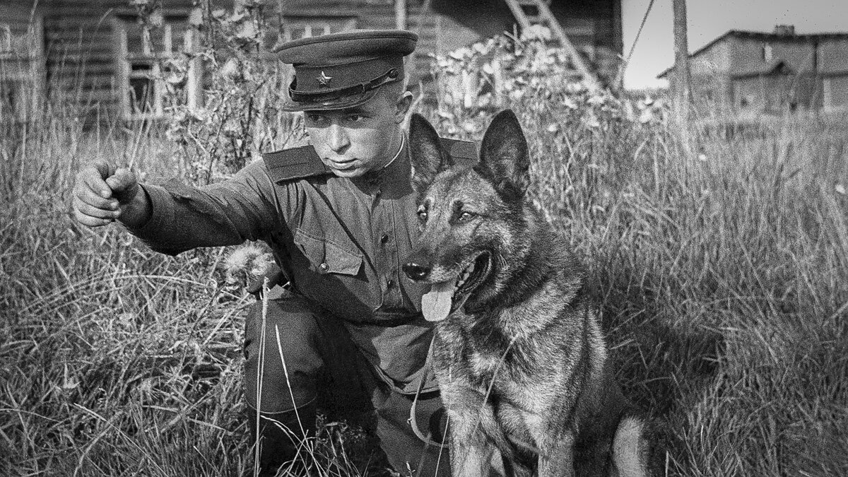 Собаки на вов картинки