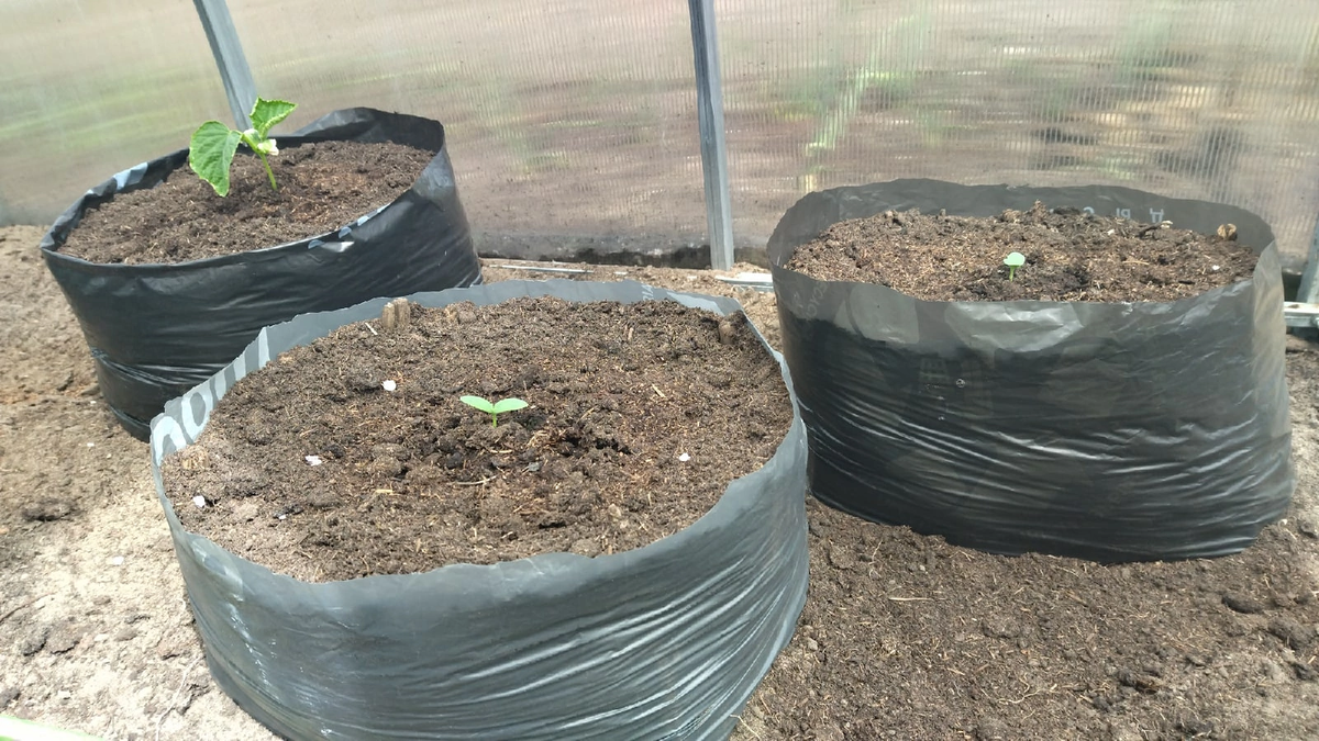Посадка огурцов и томатов в пакеты без дна. Фото автора