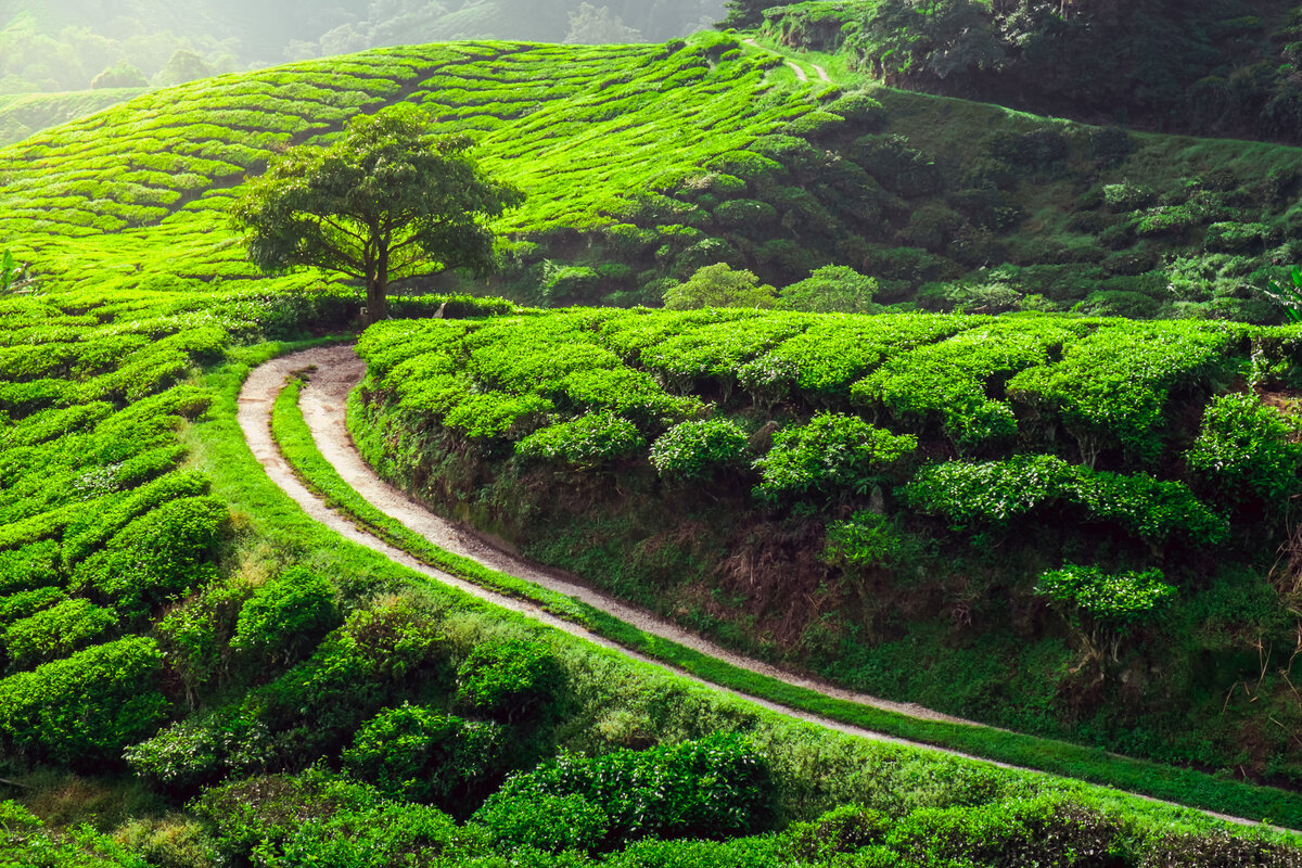 Фото: shutterstock