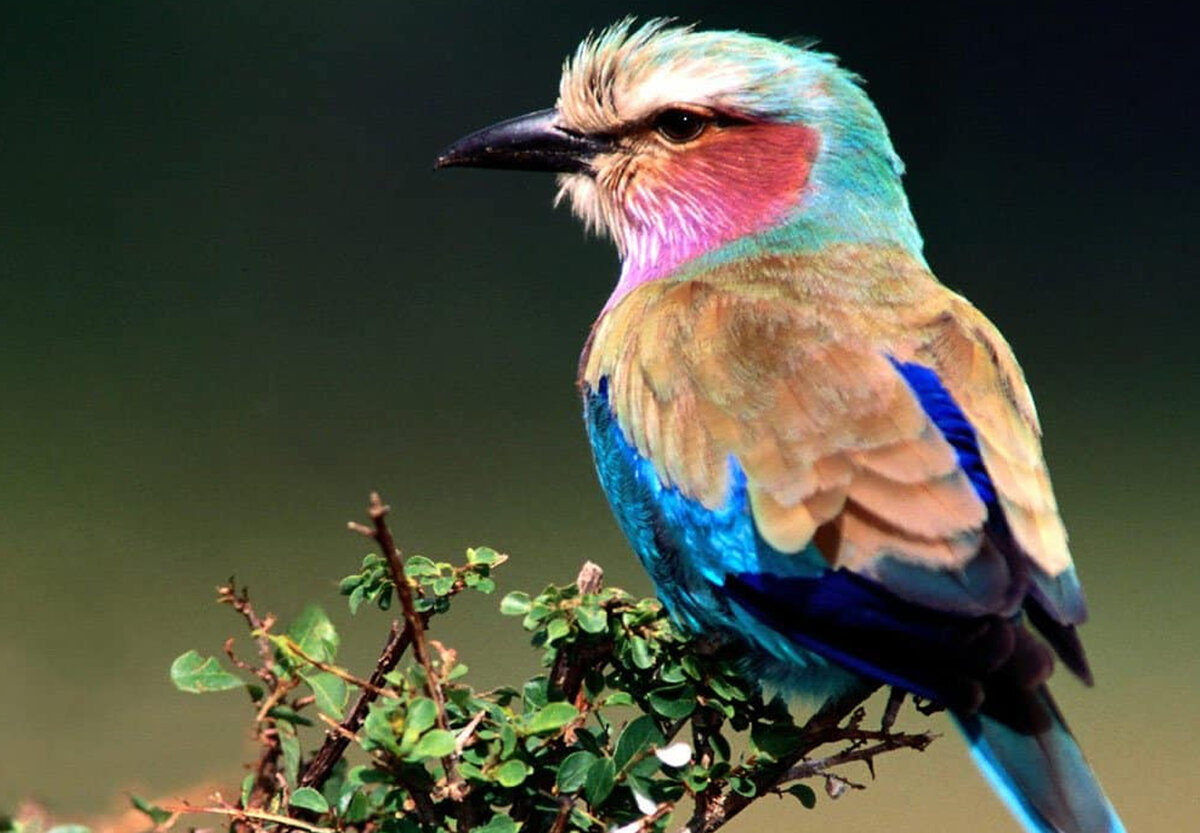 Сизоворонка