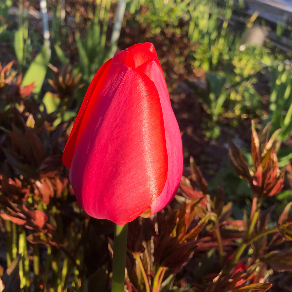 Классический. Непревзойденный.