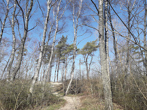 Просто лесная тропа, снятая весной. Да, это тоже отдых, несомненно