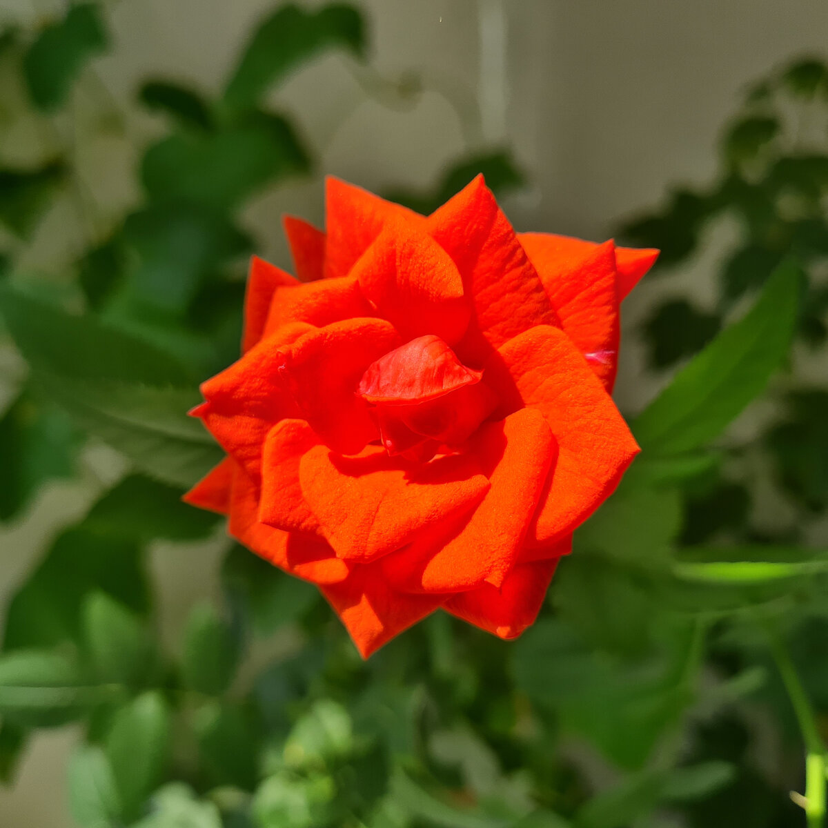 Домашняя чайная роза