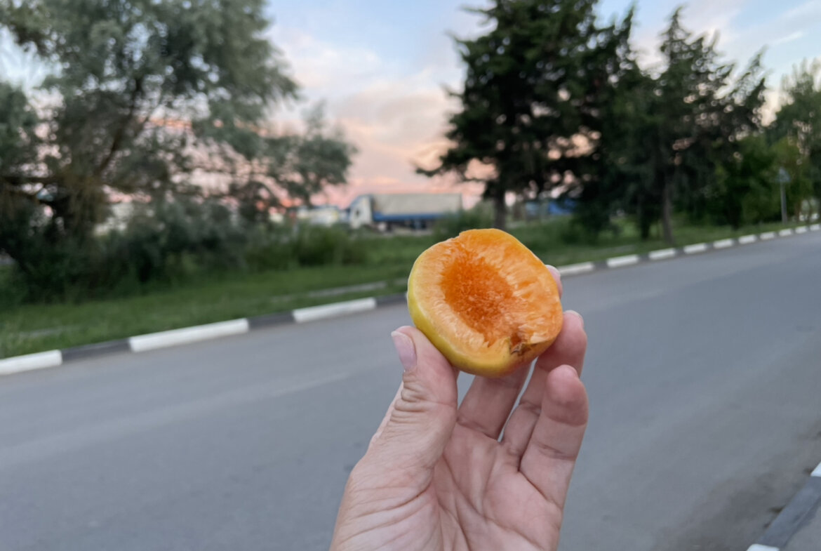 Первый абрикос этого лета! Угостил мужчина, который залез на дерево, рвал абрикосы и подавал вниз малолетнему сыну