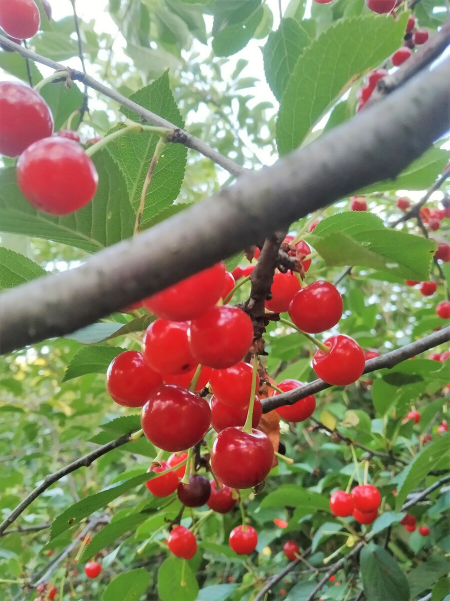 Наша вишня склянка. У неё белый сок. Урожай в этом году отличный. 