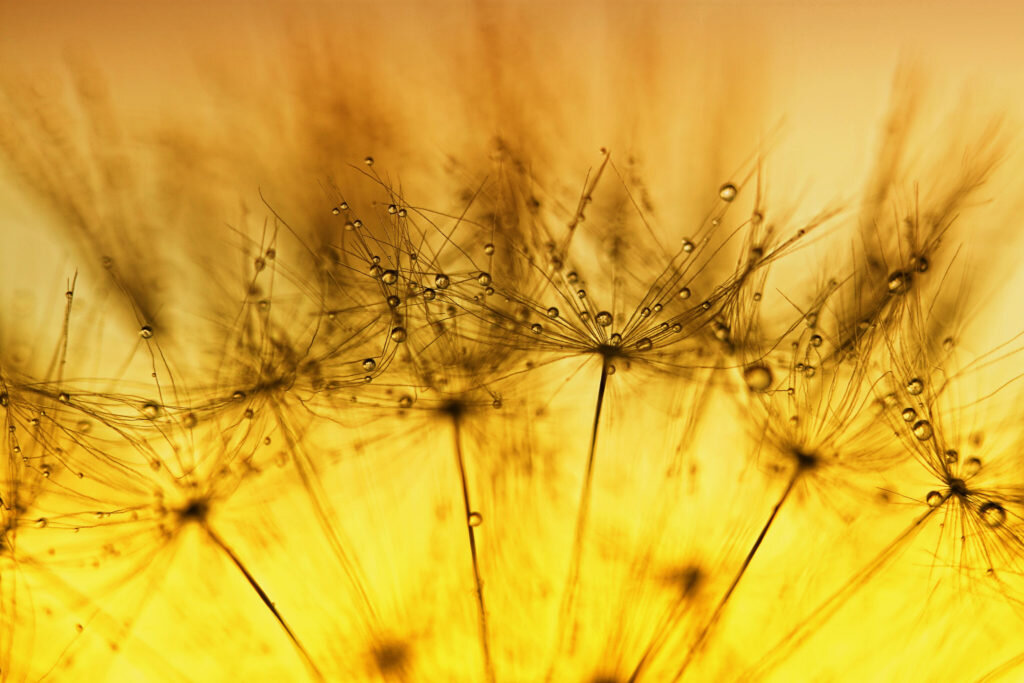 Фото: Neal Fowler/Flickr