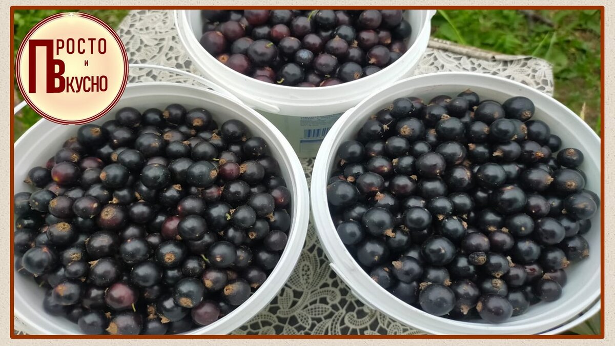 Моя смородинка! Моя мечта сбылась, теперь у меня много разной ягоды.