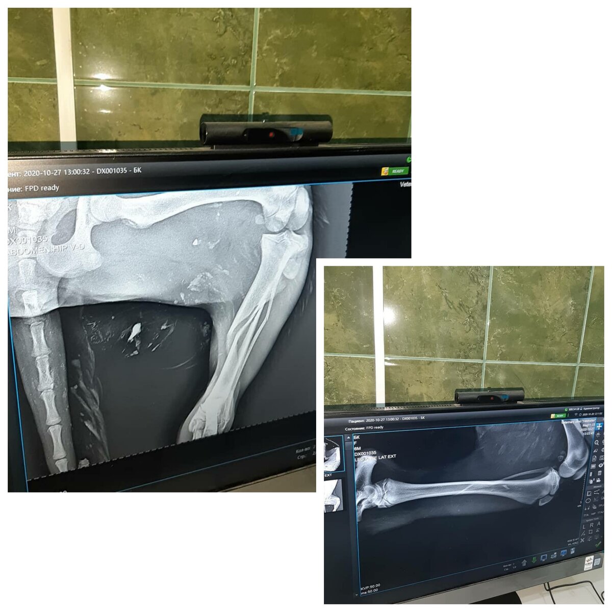 Рентген лапы