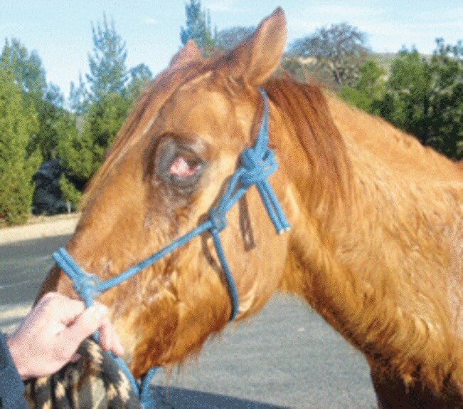 Столбняк у лошади