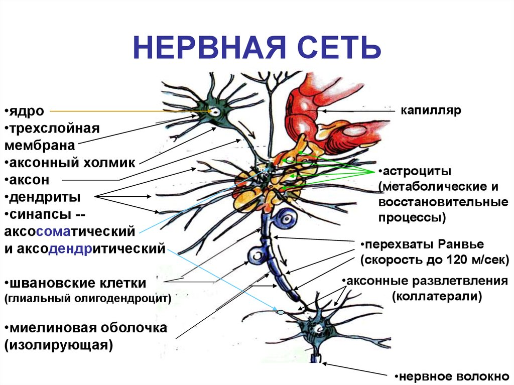 Строение нейрона человека. Нервная система Нейрон Аксон дендрит. Аксон отросток нервной клетки. Нейроны головного мозга строение.