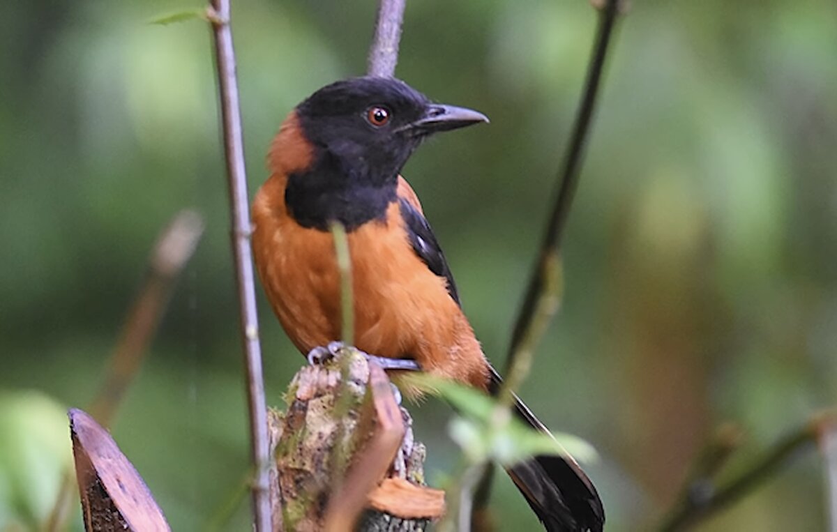Капюшонная дроздовая мухоловка