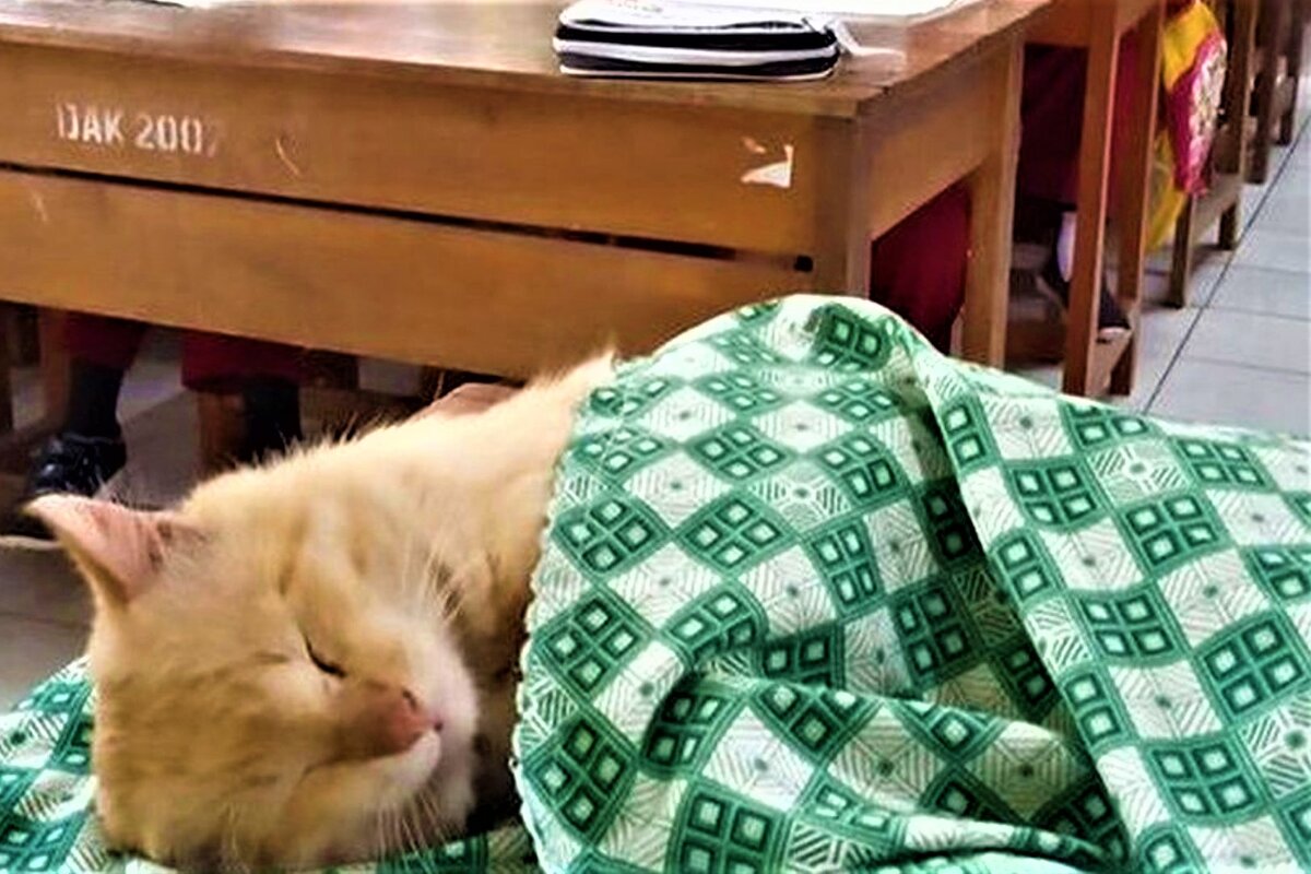   .  : pikabu.ru