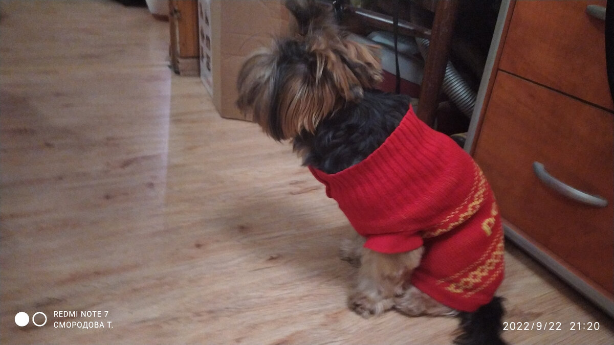 Маленький защитник(фото автора)