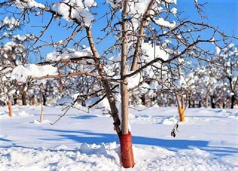Укрытие яблони заморозки. Укрытие саженцев плодовых деревьев на зиму. Укрыть саженцы на зиму. Укрытие яблонь на зиму. Утеплитель для деревьев на зиму.