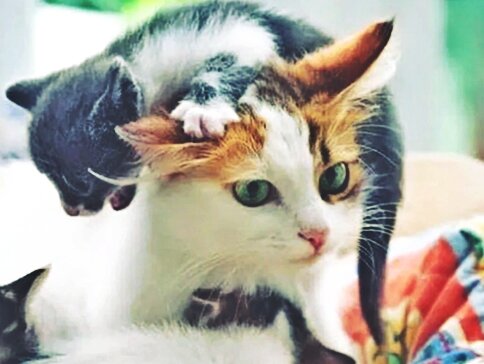 Страдает ли кошка из-за того, что у нее забирают котят | paraskevat.ru | Дзен