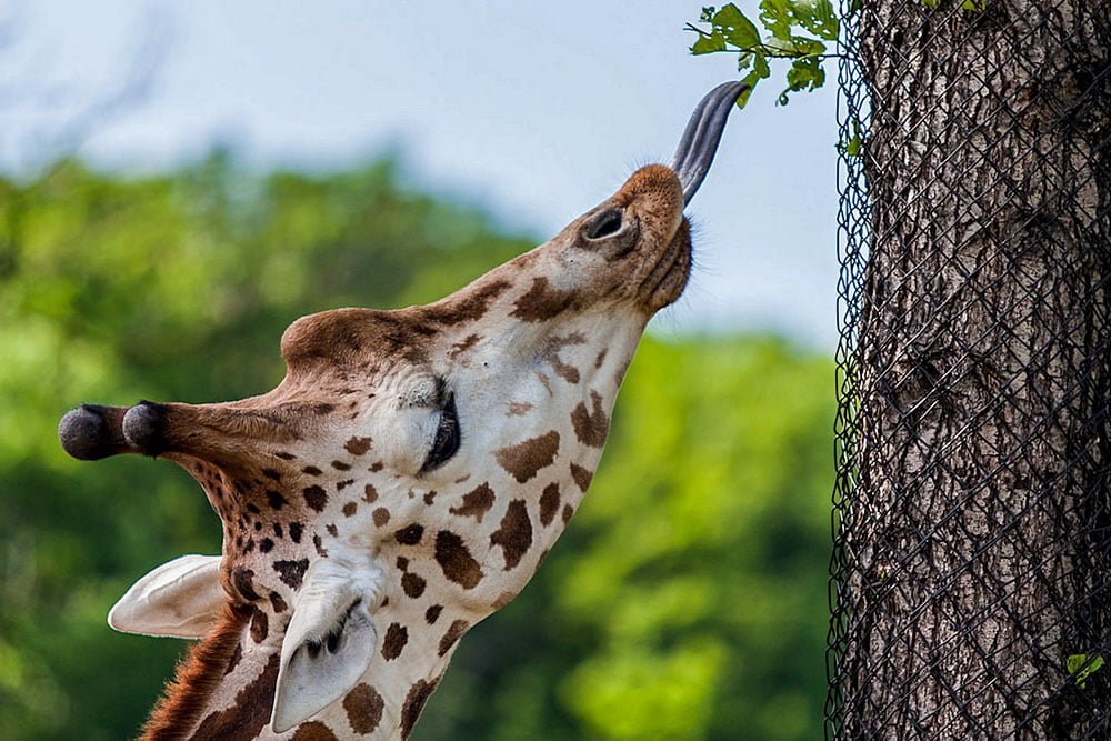 Яндекс.Картинки